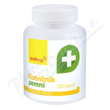 Kotvink zemn cps. 120 Wolfberry
